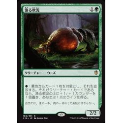 画像1: [EX+]漁る軟泥/Scavenging Ooze《日本語》【Commander 2016】