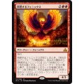 [EX+]再燃するフェニックス/Rekindling Phoenix《日本語》【RIX】