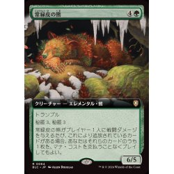 画像1: [EX+](フルアート)常緑皮の熊/Evercoat Ursine《日本語》【BLC】