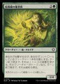 (FOIL)危険根の薬草医/Hazardroot Herbalist《日本語》【BLB】