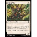 (FOIL)歴戦の巣穴守り/Seasoned Warrenguard《日本語》【BLB】