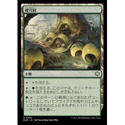 画像1: (FOIL)樫穴村/Oakhollow Village《日本語》【BLB】