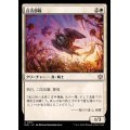 (FOIL)百舌部隊/Shrike Force《日本語》【BLB】