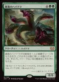 雑食のハイドラ/Hydra Omnivore《日本語》【DSC】