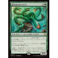 (FOIL)苔生まれのハイドラ/Mossborn Hydra《日本語》【FDN】