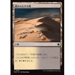 画像1: (FOIL)磨かれたやせ地/Scoured Barrens《日本語》【FDN】