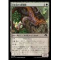 (FOIL)日を浴びる繁殖鱗/Basking Broodscale《日本語》【MH3】