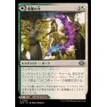 (FOIL)収穫の力/Strength of the Harvest《日本語》【MH3】