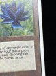 画像9: [PLD]Black Lotus《英語》【2ED】#237 (9)